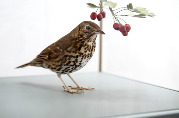 SONG THRUSHES