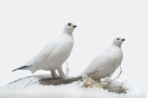 WILLOW GROUSE