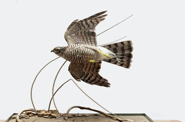 SPARROWHAWK