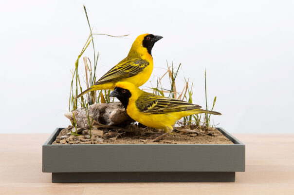 SOUTHERN MASKED WEAVERS