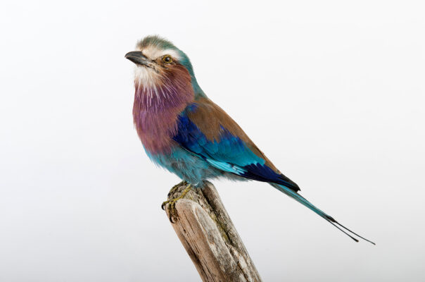 LILAC BREASTED ROLLER