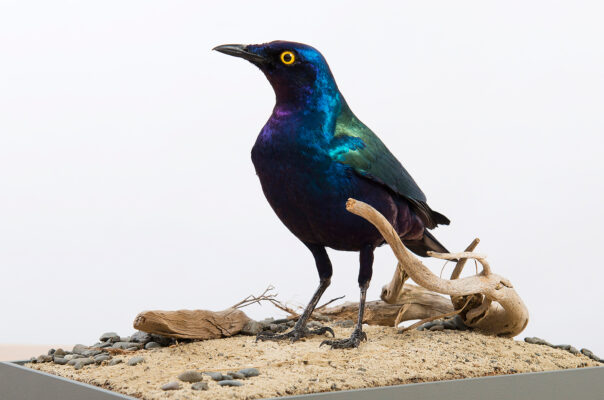 GREATER BLUE EARED STARLING