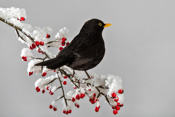 BLACKBIRD