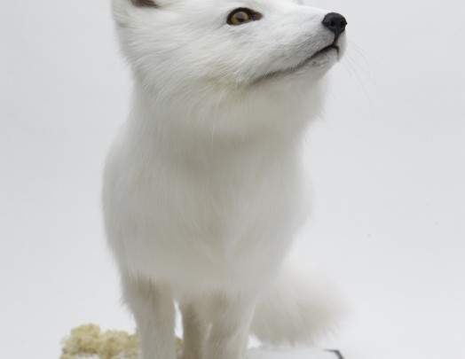 Arctic Fox - Manchester Museum commission